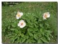 Paeonia mascula